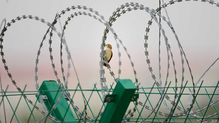 刀刺隔離網18631858321